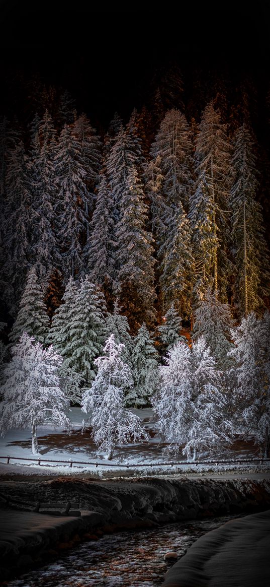 firs, trees, snow