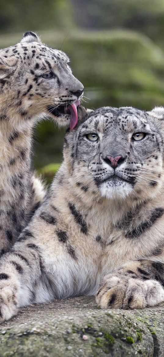 snow leopards, big cats, animals, tenderness, wildlife