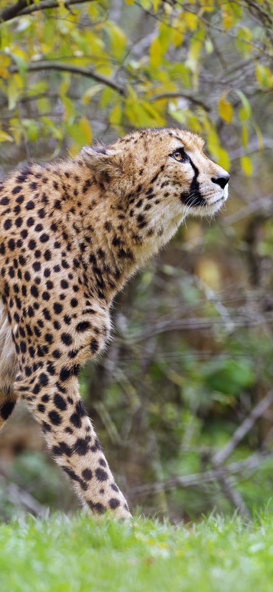 cheetah, big cat, predator, glance, wildlife