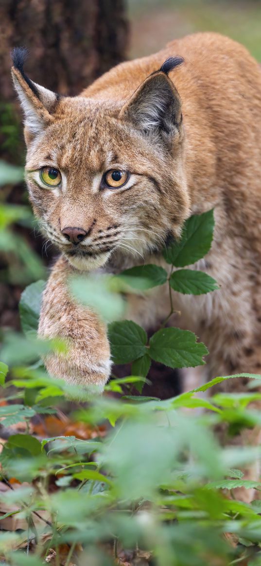 lynx, big cat, predator, hunting