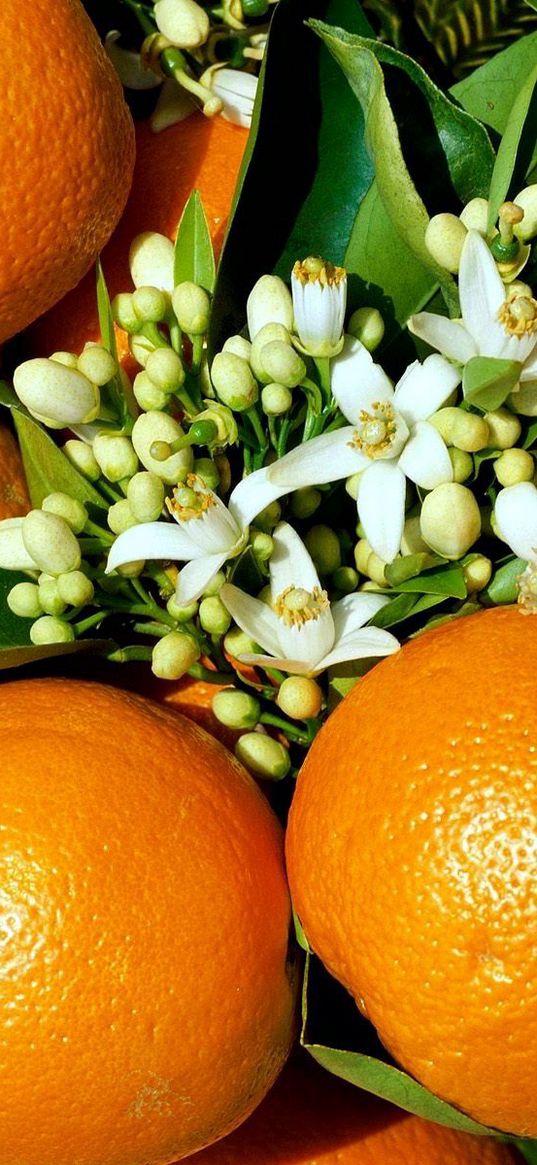 oranges, flowers, grass