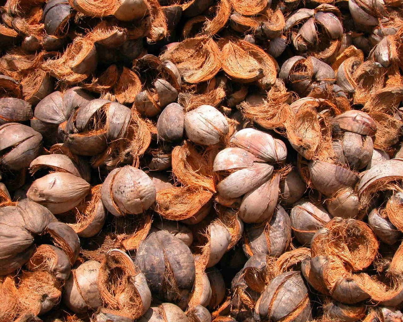 nuts, shells, ripe