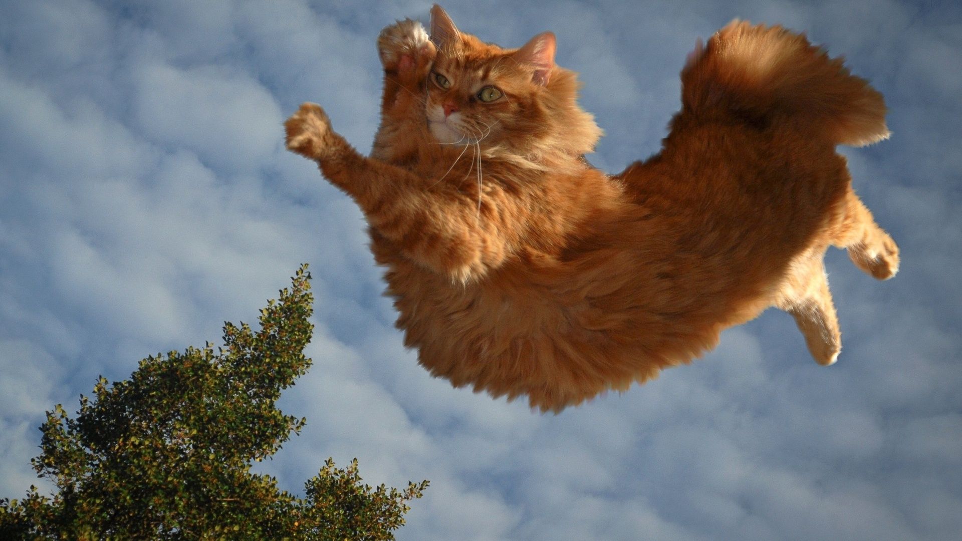 cat, sky, flying, fluffy