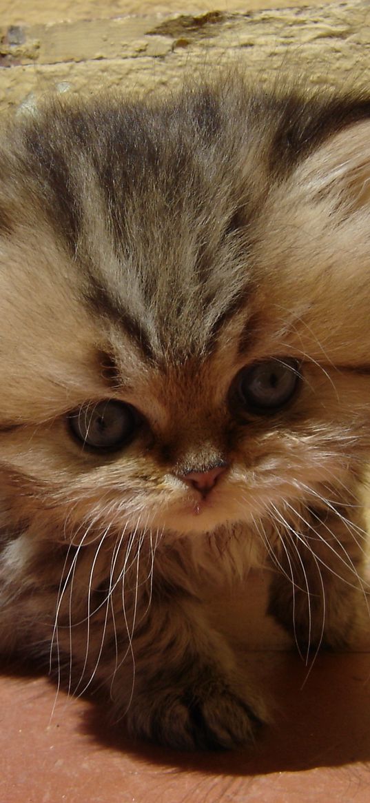 kitten, face, fluffy, look, kid