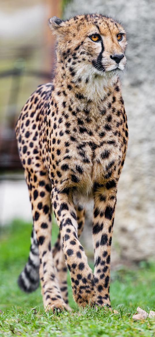 cheetah, animal, predator, wildlife, grass