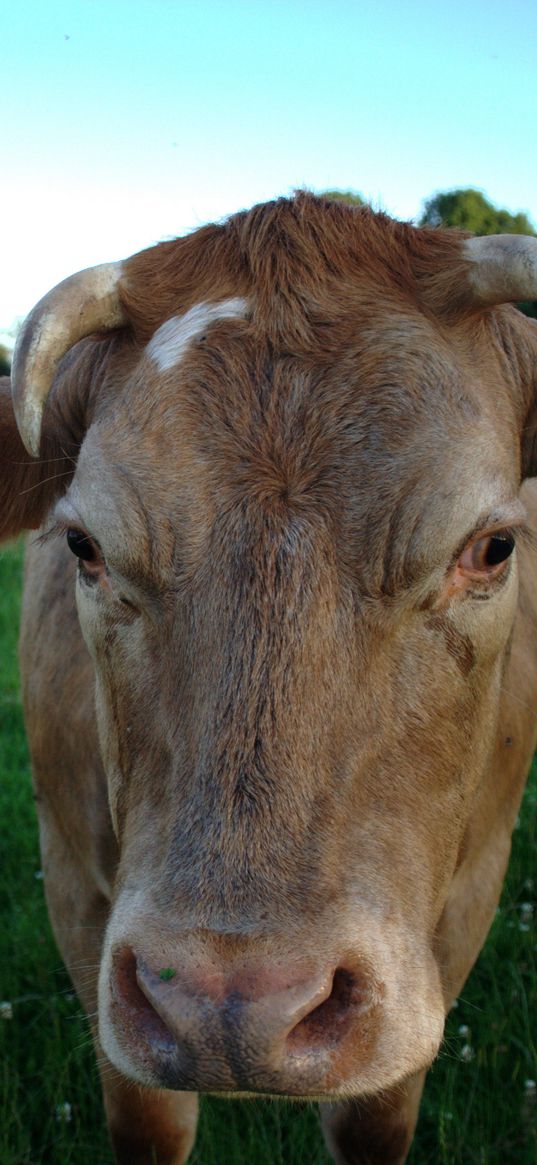 cow, field, meadow