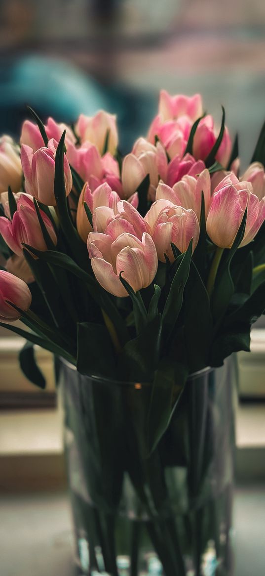 tulips, flowers, bouquet, vase, window, pink, delicate