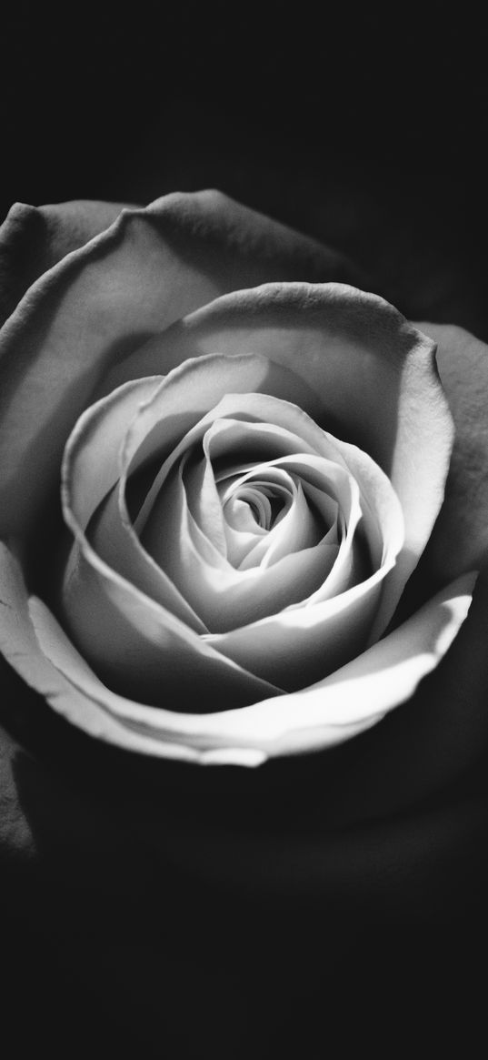 rose, bud, petals, black and white