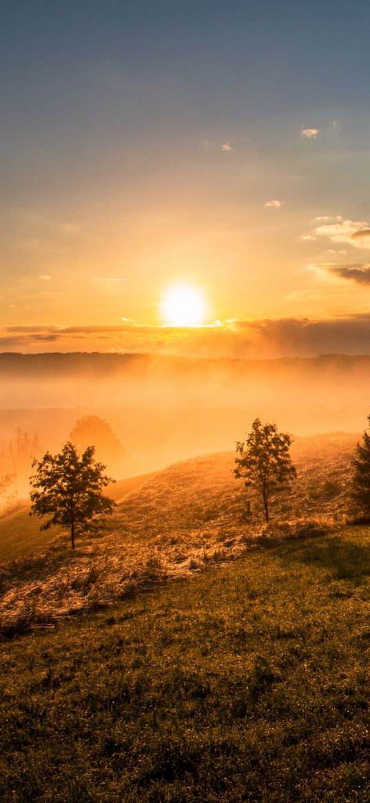 trees, grass, hills, fog, sunrise