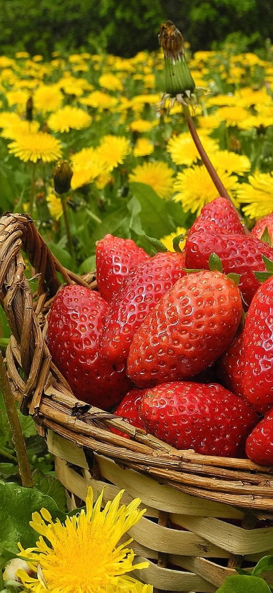 flowers, berries, strawberries, grass, basket, dandelions