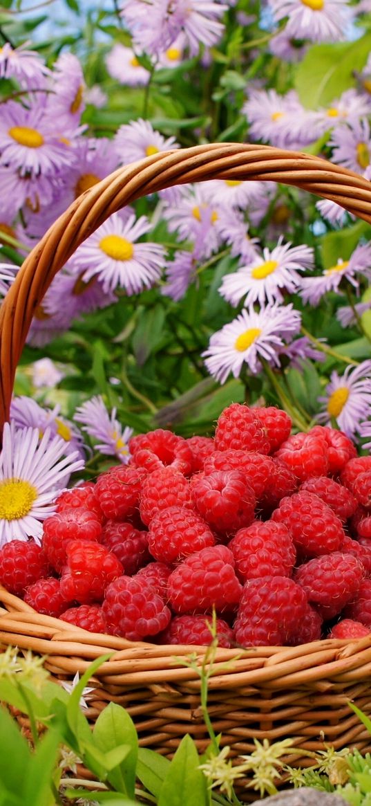 flowers, berries, raspberries, basket