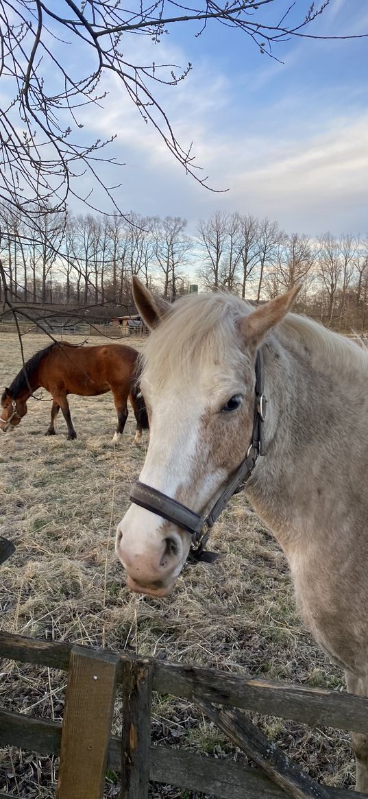 horses, animals, nature