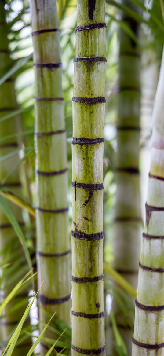 bamboo, trunks, green, blurr