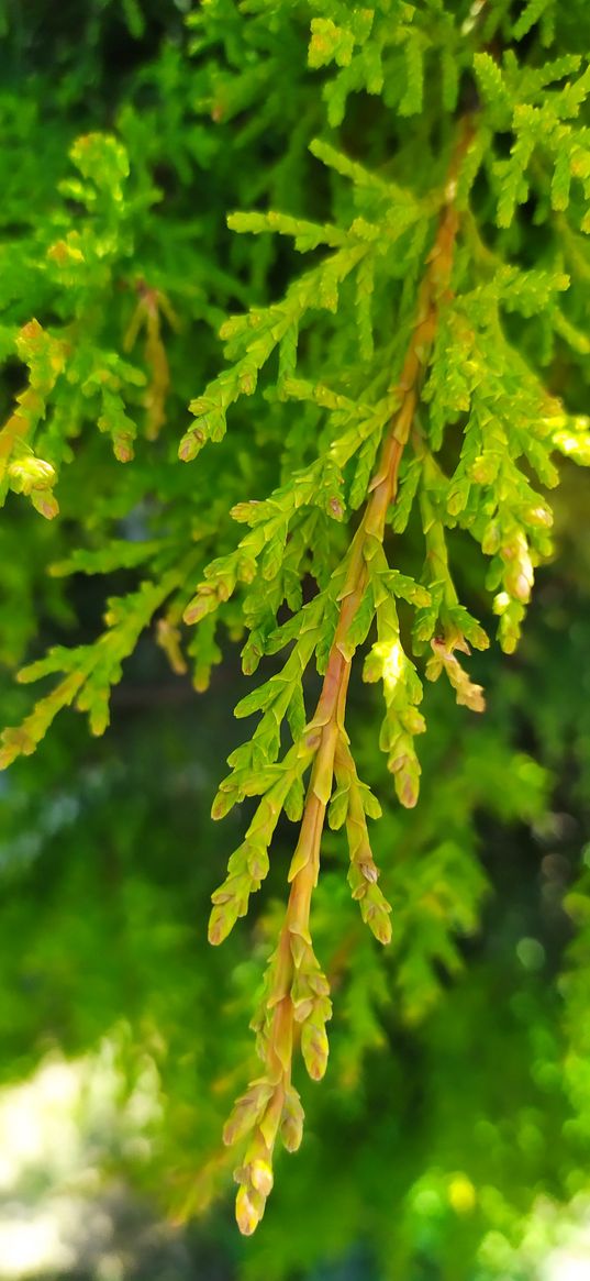 branches, needles, green, tree, thuja