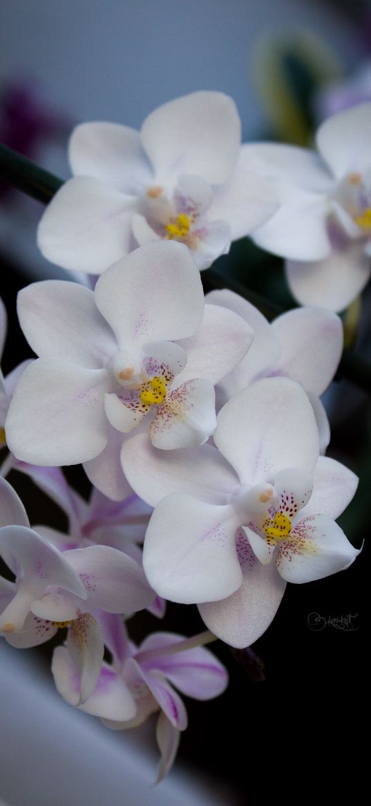 orchids, flowers, bouquet, white, tender