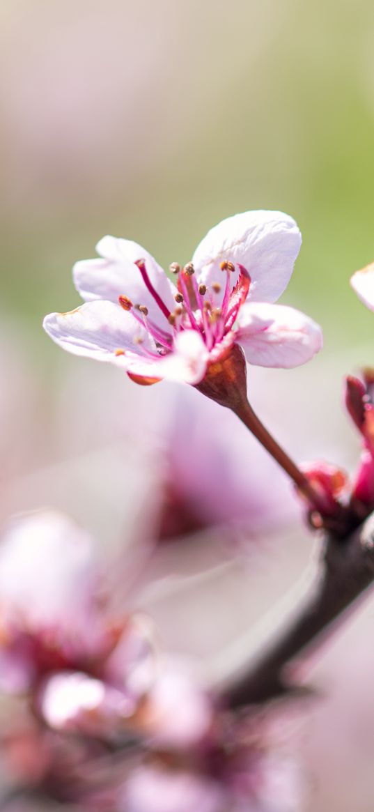 cherry, flower, petals, branch, blur, spring