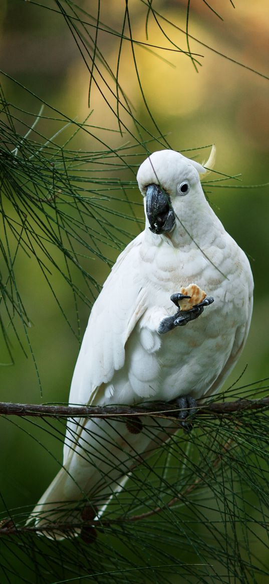 cockatoo, parrot, bird, white, branch