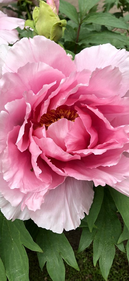 peony, flower, petals, pink, plant, nature