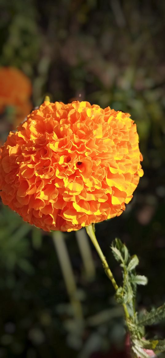 marigold, flower, orange, plant, nature