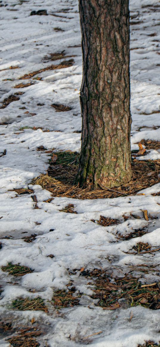 wood, snow, winter, tree trunk