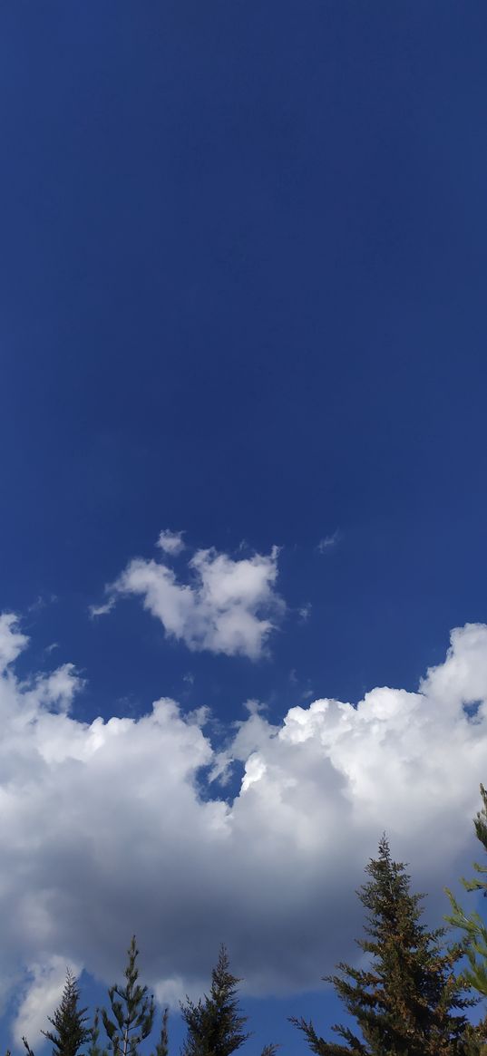 sky, clouds, trees, tops