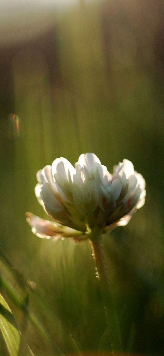 grass, motion blur, plant