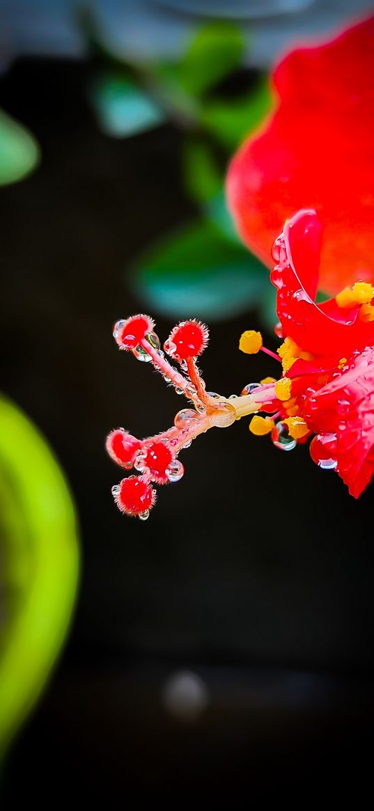 flower, petals, core, red, drops