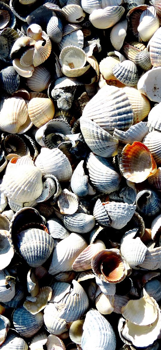 seashells, sea, beach