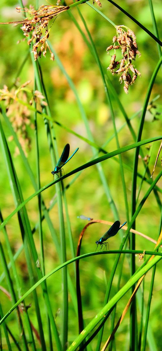 grass, dragonflies, insects, nature, summer