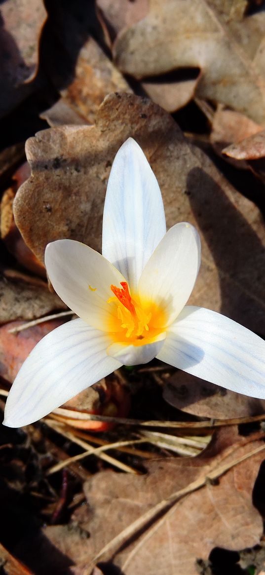 snowdrop, flower, white, spring