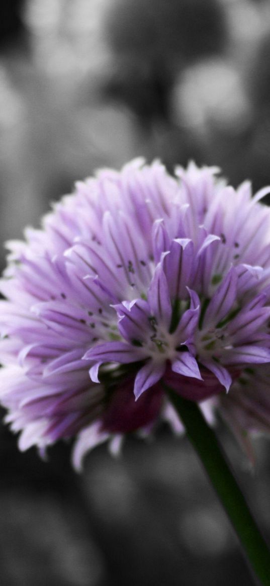 flowers, plants, grass, clover