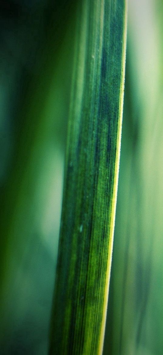 grass, motion blur, background, light