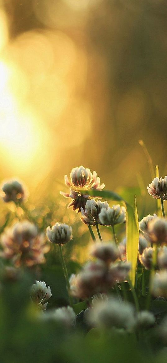 clover, nature, plants, morning, light, grass