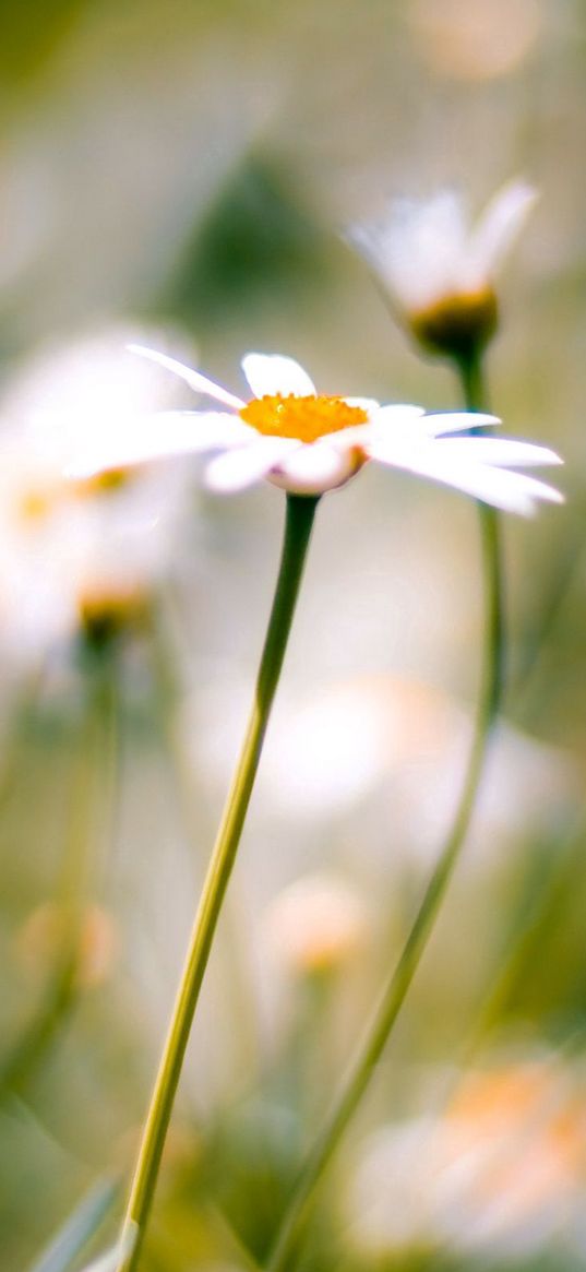 flower, plant, daisies, field, motion blur