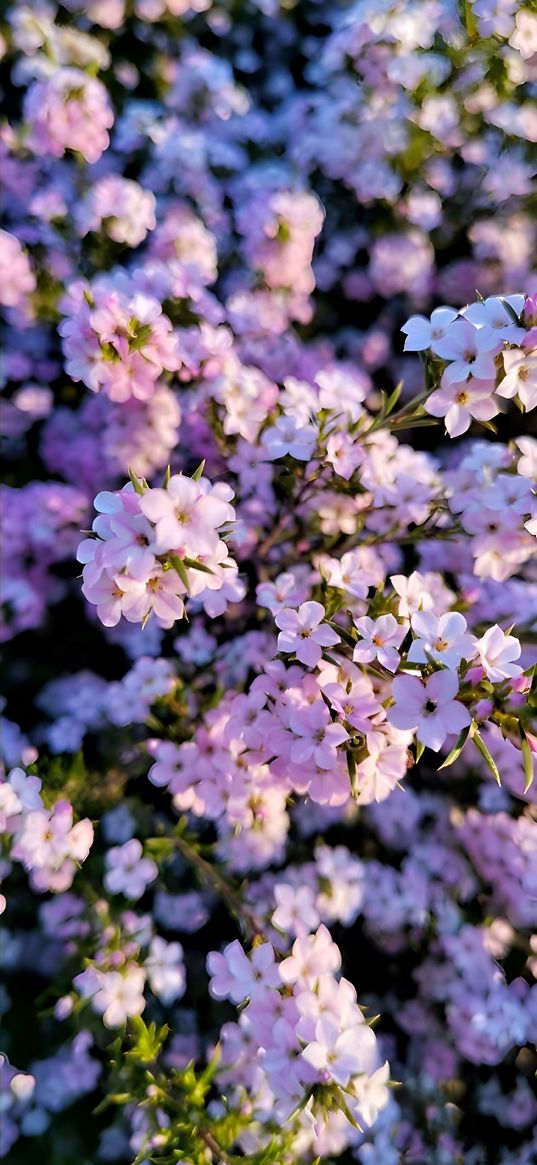 tree, flowers, pink, white, garden