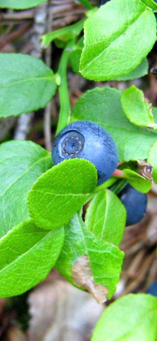 blueberries, herbs, berries, leaves