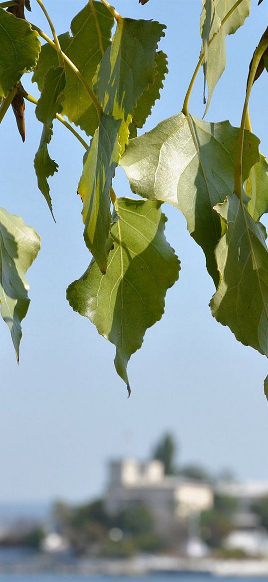 leaves, tree, focus, coast, summer