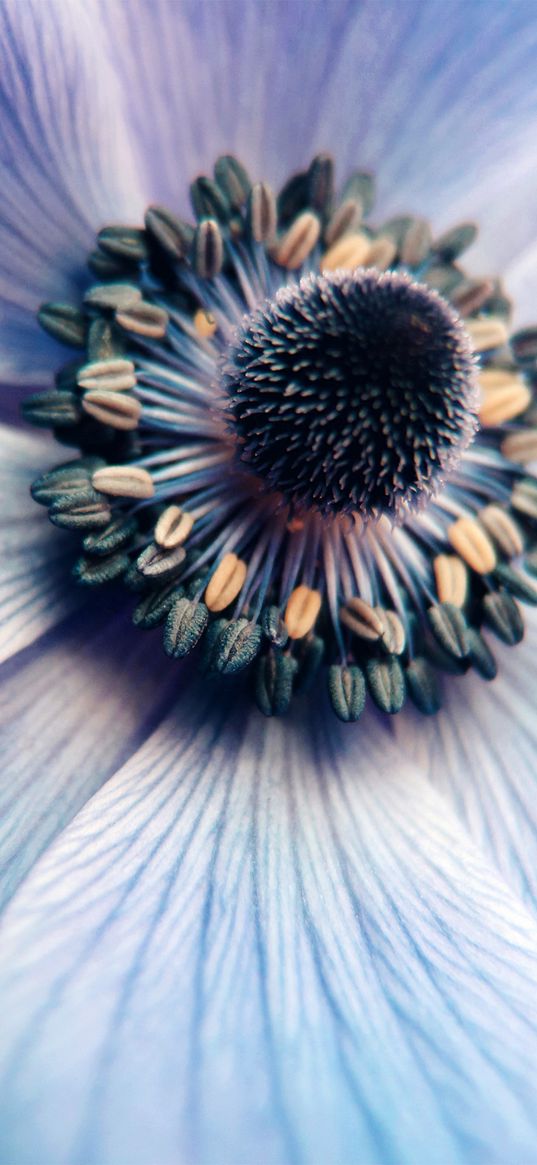 flower, blue, core, dark