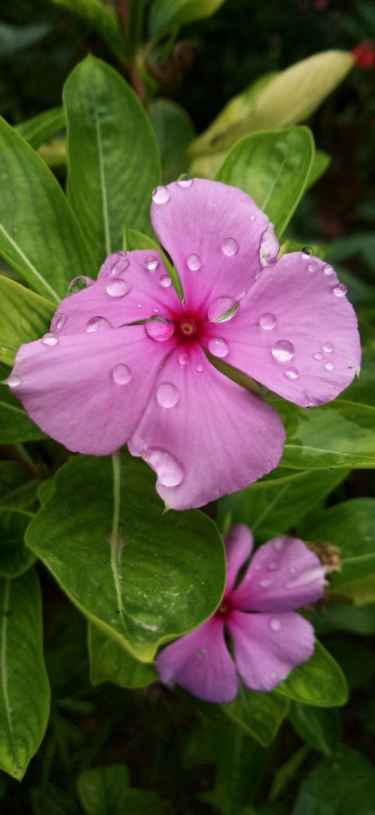 cataranthus, flower, pink, drops