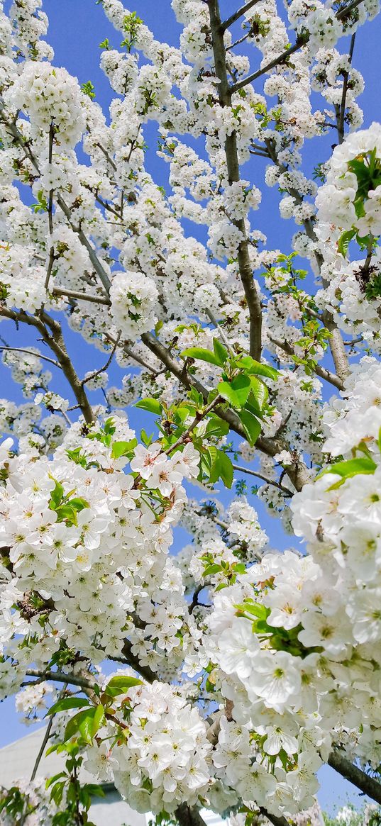 cherry, tree, flowering, flowers, white, sky