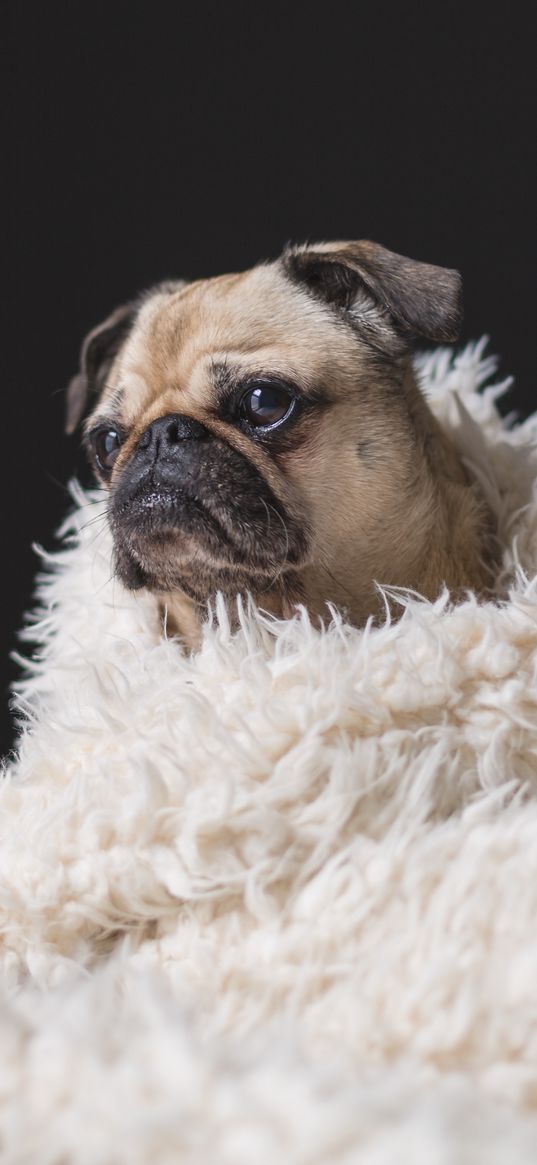 pug, pet, dog, sadness, cute, plaid