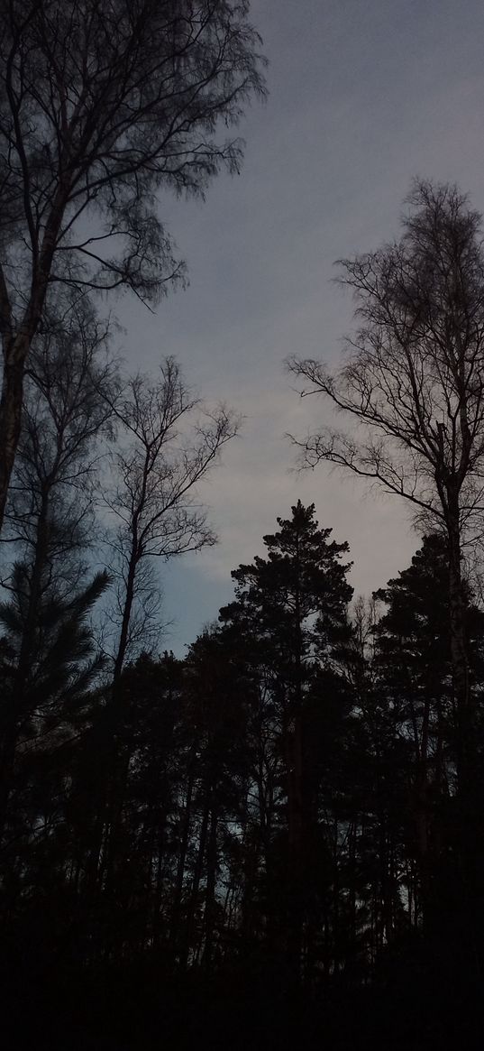 aesthetic, dark, forest