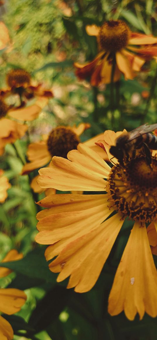 summer, yellow, flower, bee