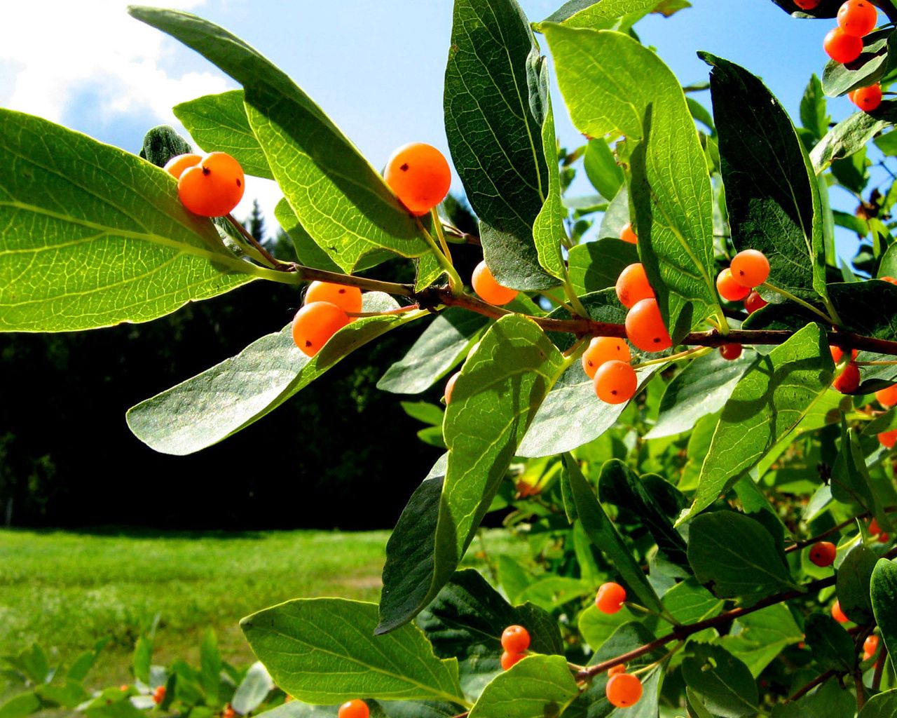 berries, leaves, delicious