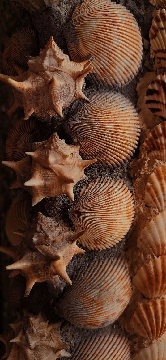 shells, sea, pattern, nature