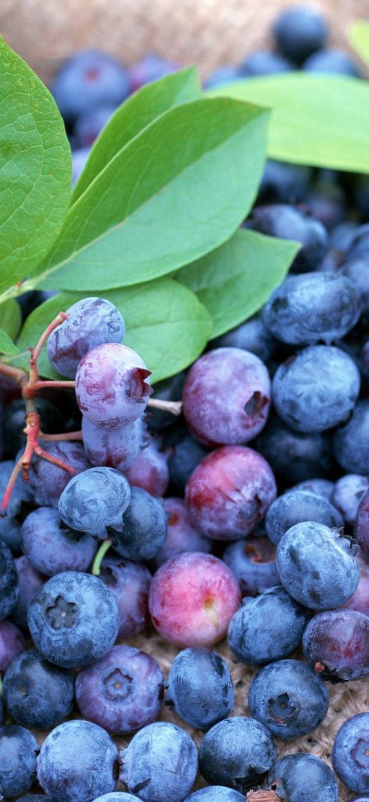 blueberries, berries, many, ripe