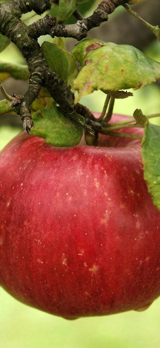 apple, branch, ripe, the leaves