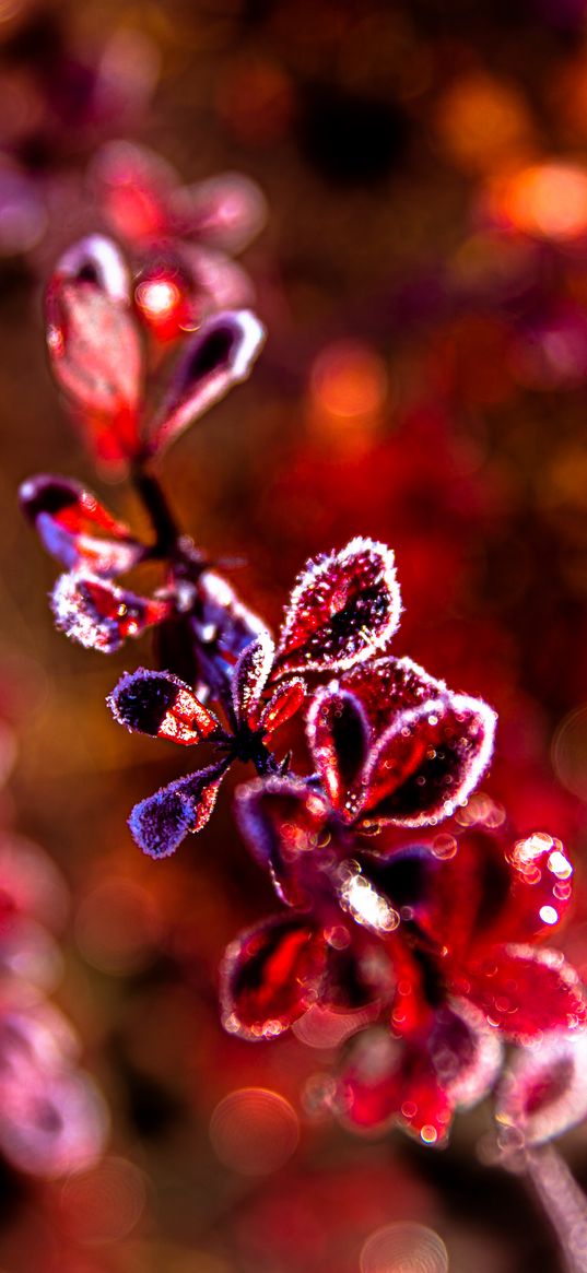 leaves, branch, frost, sunlight, red, macro