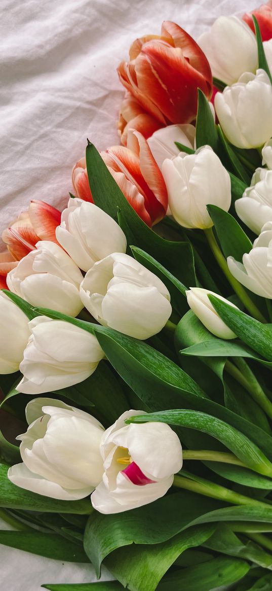 tulips, flowers, bouquet, bed, plants