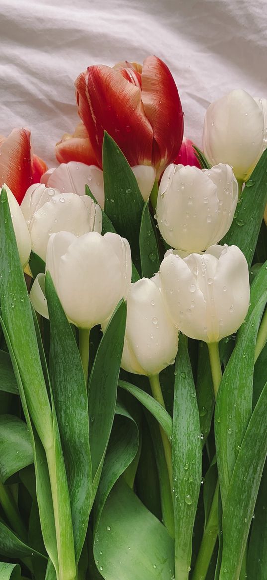 tulips, flowers, bouquet, stems, drops, bed, plants